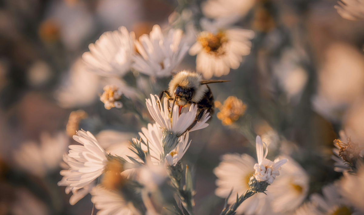 pollen
